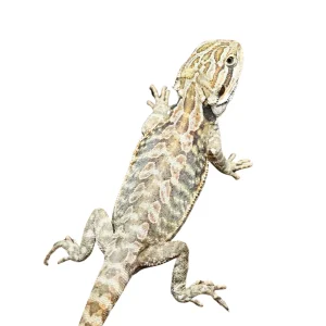 buy hypo leatherback bearded dragons online.webp
