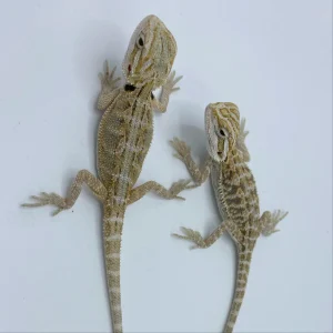 buy hypo snow bearded dragons online.webp