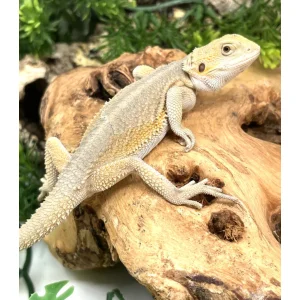 buy hypo witblits female bearded dragon online.webp