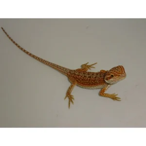 buy red dunner bearded dragons online.webp