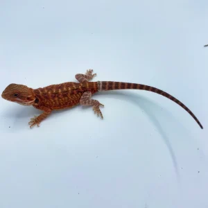 buy red hypo translucent bearded dragon on line.webp