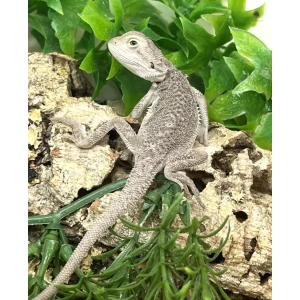 buy zero bearded dragons.webp