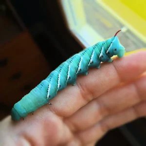 buyhornworms 1 1800x1800.webp