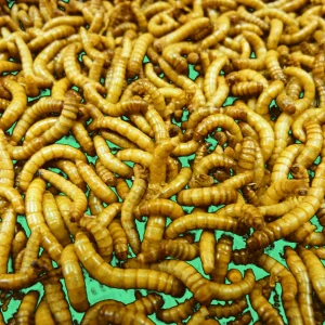buymealworms 1800x1800.webp