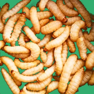 buywaxworms 1800x1800.webp