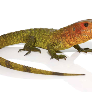 caiman lizard for sale 1.png