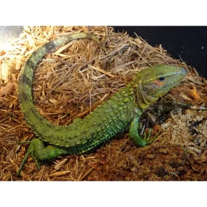 caiman lizard 1800x1800.webp