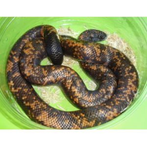 calabar python for sale.png