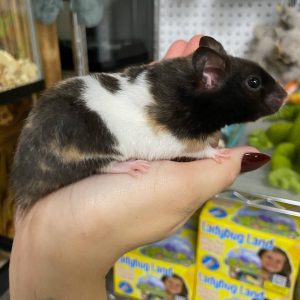 calico bear hamster.jpg