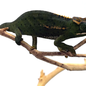 canopy chameleon.png