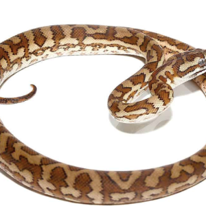 caramel carpet python.png