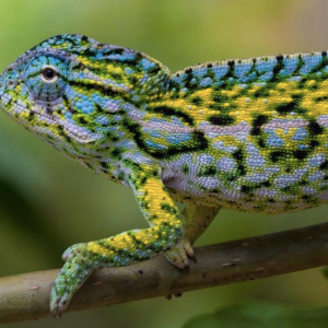 carpet chameleon for sale.png