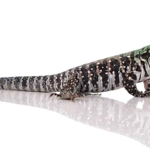 chacoan white headed tegu.png