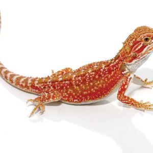 cherry bomb dunner bearded dragon 1.png