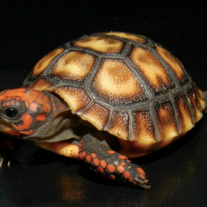 cherry head red foot tortoise for sale 2.png