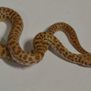 childrens python for sale.png