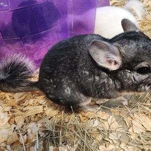 chinchillas.jpg