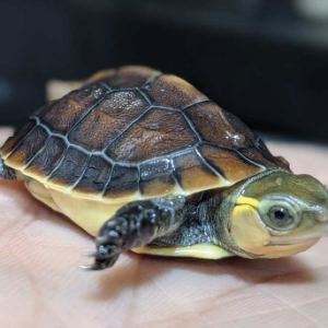 chinese box turtle for sale 1 1.png