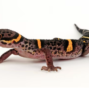 chinese cave gecko for sale.png