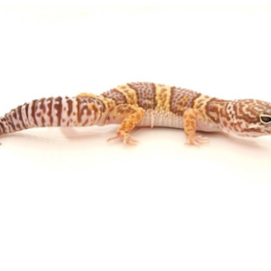 chocolate albino leopard gecko for sale.png