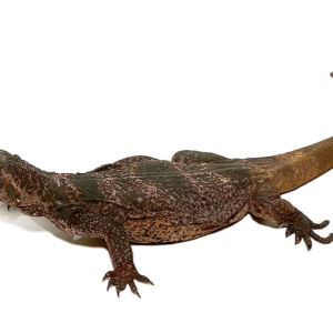 chuckwalla for sale 1.png