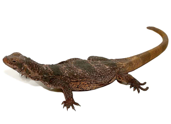 chuckwalla for sale 1.png chuckwalla for sale 1.png