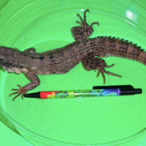 clubtail iguana for sale 1.png