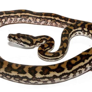 coastal carpet python for sale.png