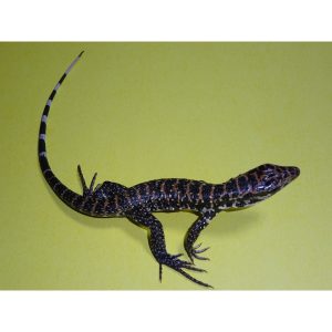 colombian tegu for sale.jpeg
