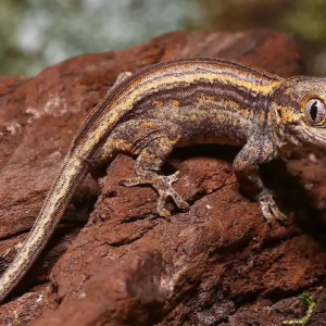 colored striped gargoyle gecko.png