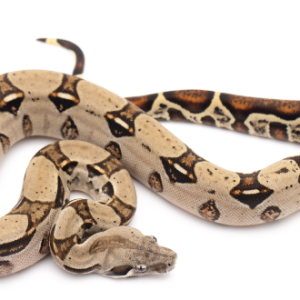 columbian red tail boa for sale.png