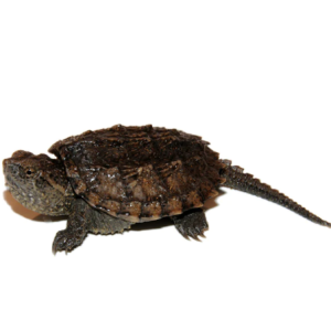 common snapping turtle for sale 1.png