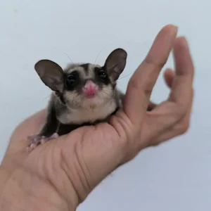 cot male sugar glider.webp