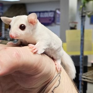 cremeino sugar glider.jpg
