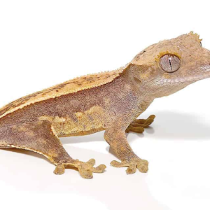 crested gecko for sale 2.png