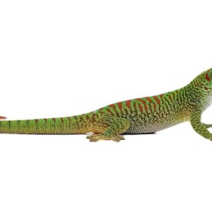 crimson giant day gecko.png