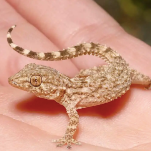 crocodile gecko.png