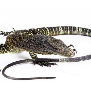 crocodile monitor for sale.png