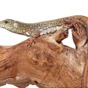 crocodile tegu.png