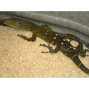 crocodile monitor 1800x1800.webp