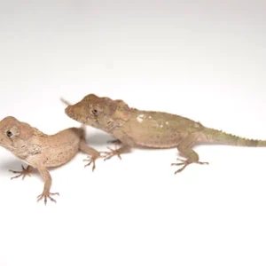 cuban false chameleon.webp