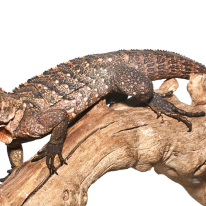 cuban rock iguana hybrid.png