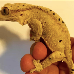 dalmatian crested gecko for sale 1.png