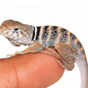 desert collared lizard for sale.png