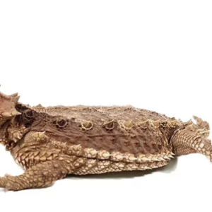 desert horned lizard for sale.png
