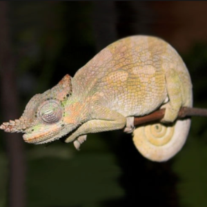 dwarf fischers chameleon for sale.png