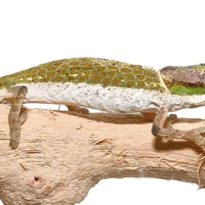 dwarf nose horned chameleon for sale.png