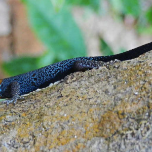dwarf yellow head gecko for sale.png