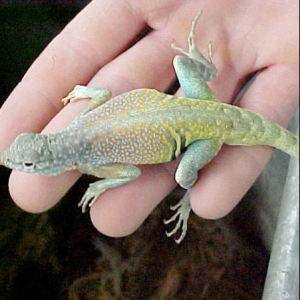 earless lizard for sale.png