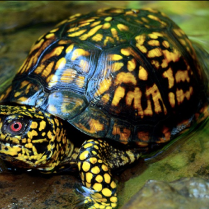 eastern box turtle for sale 1.png